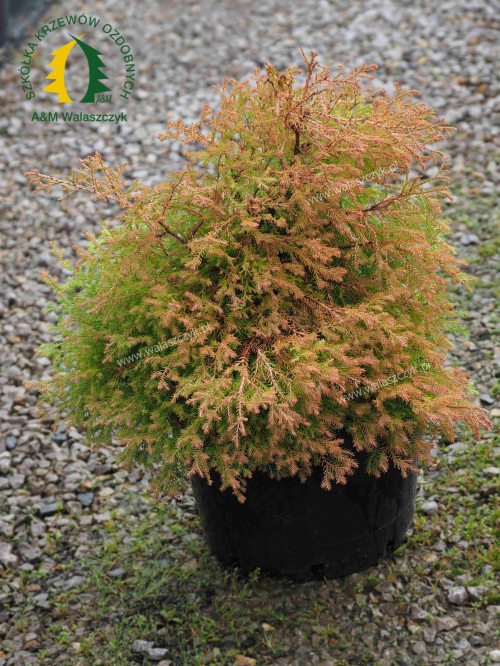 Thuja occidentalis 'Fire Chief'